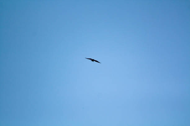 A Bird Flying in Blue Sky stock photo