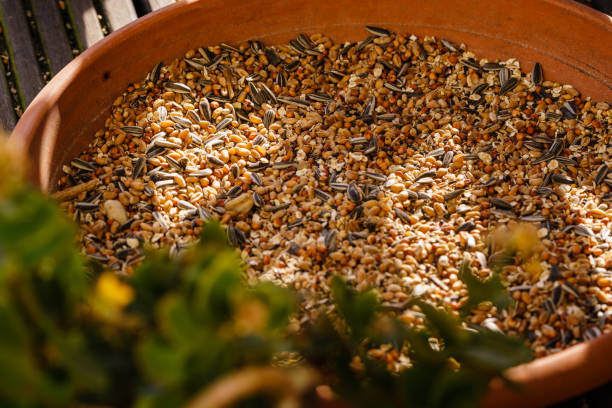 Quail Grain Feed