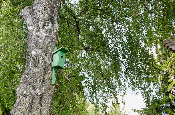 bird house nesting-box hang on birch tree trunk stock photo