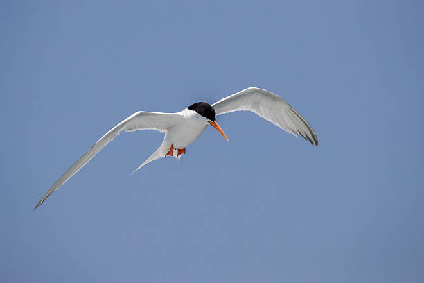 Bird in flight - Roseate Tern stock photo
