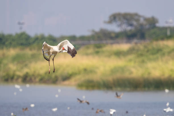 Bird in flight - Siberian crane (Grus leucogeranus) stock photo