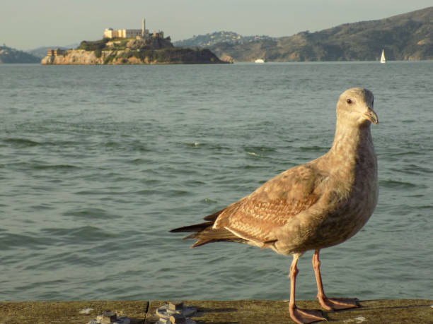 bird in front of alcatraz prision - prision imagens e fotografias de stock
