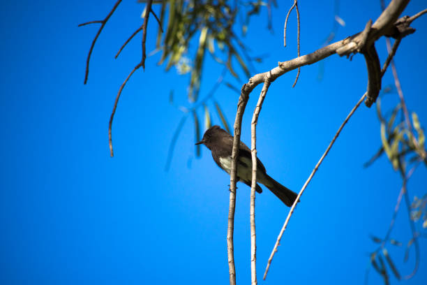 Bird in the Tree stock photo