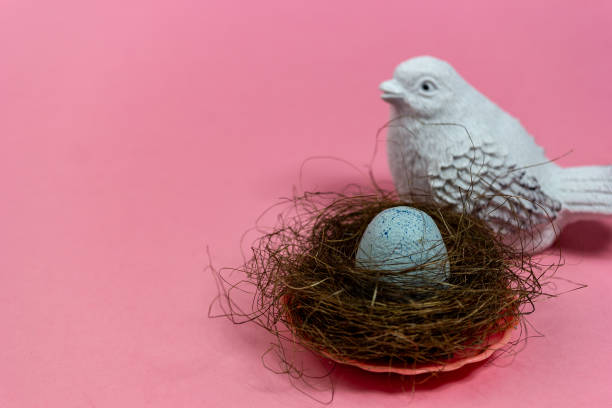 A bird is sitting at the nest with an egg. easter composition. spring mood . pink background. copy of the space stock photo