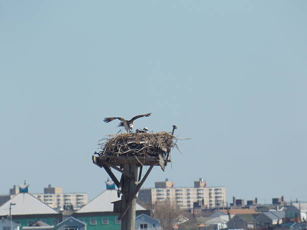Bird Landing on Nest stock photo