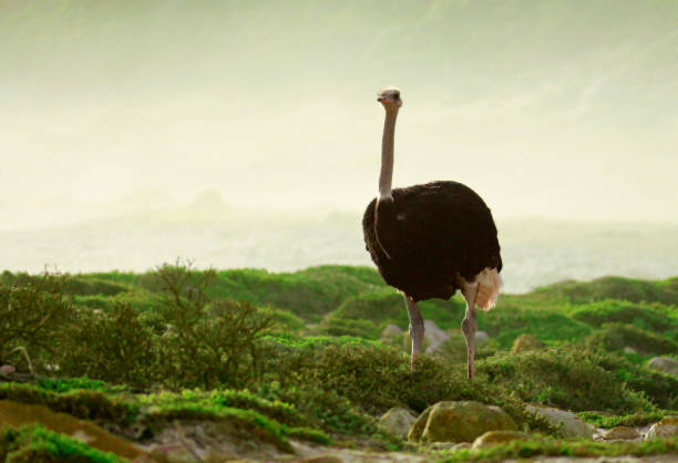 https www istockphoto com tr foto c4 9fraflar somali deve ku c5 9fu