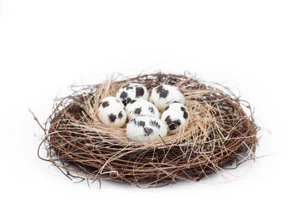 Bird nest with a group of 6 natural spotted eggs springtime concept stock photo