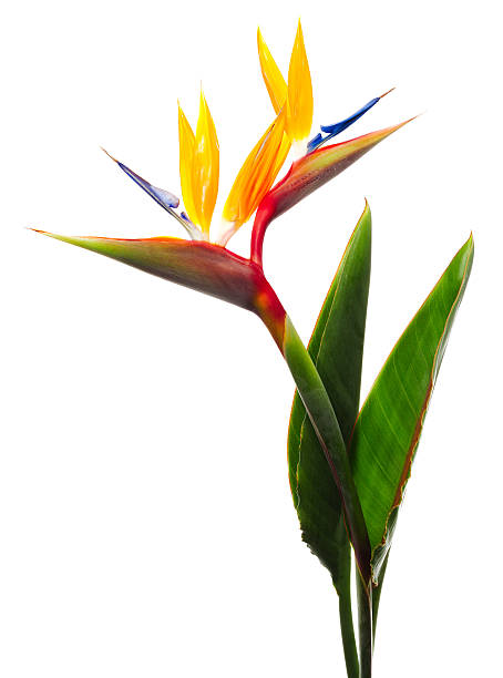 Bird of Paradise Flower on a White Background Bird of Paradise Flower on a White Background bird of paradise plant stock pictures, royalty-free photos & images
