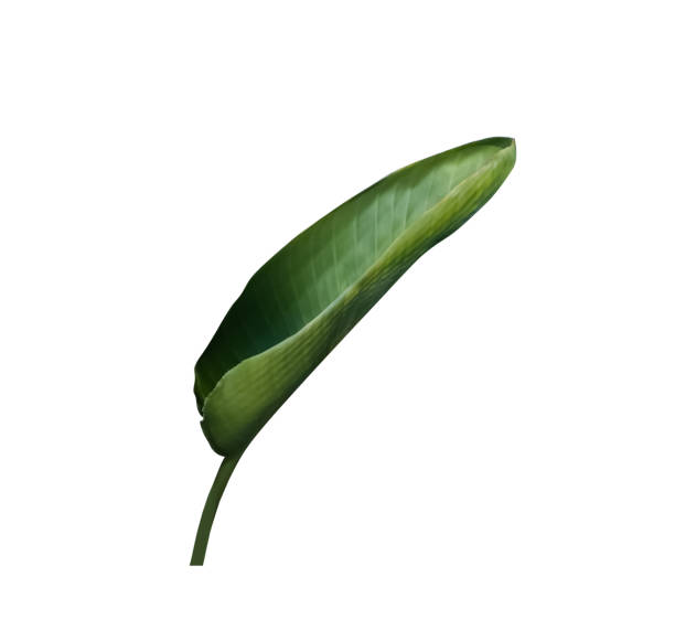 Bird of paradise leaf closeup on white background Beautiful bird of paradise plant green leaf closeup cutout isolated on a white background bird of paradise plant stock pictures, royalty-free photos & images