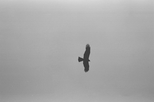 A large Bird of pray in silhouette, flying directly above, 35mm film.