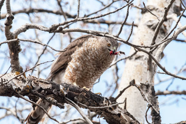Bird of Prey Eating (hawk) stock photo