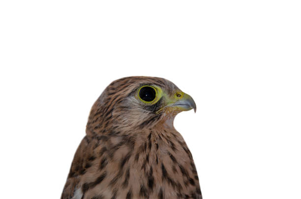A bird of prey looks sideways. A falcon on a white background. Isolate..Kestrel stock photo
