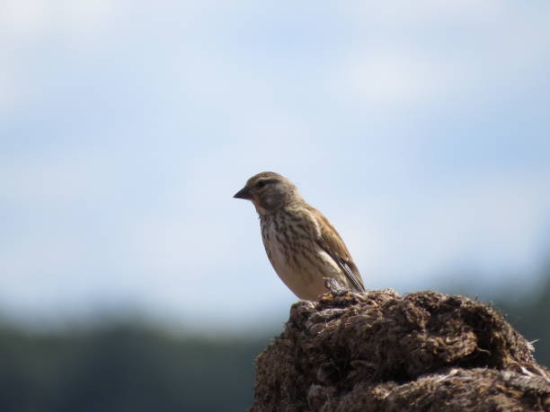 Bird on a beautiful background of wildlife stock photo