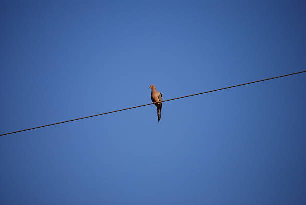 Bird on a wire stock photo