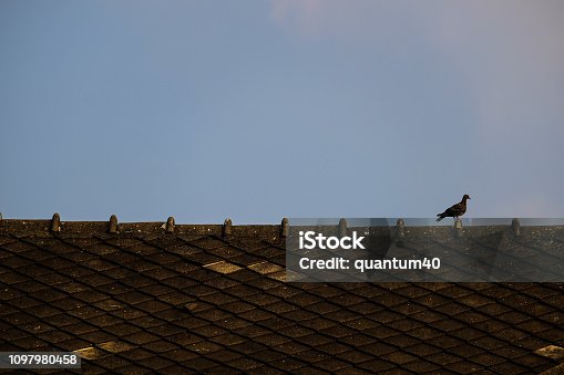 istock Bird on the roof. 1097980458