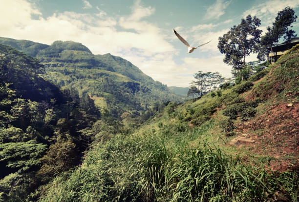 Big bird flying over mountains of Sri Lanka