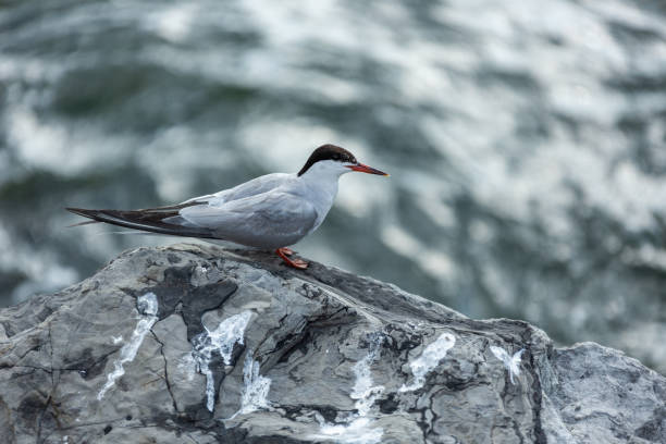 Bird Perched on Rock stock photo