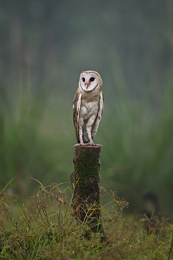 Owl is perched on a tree