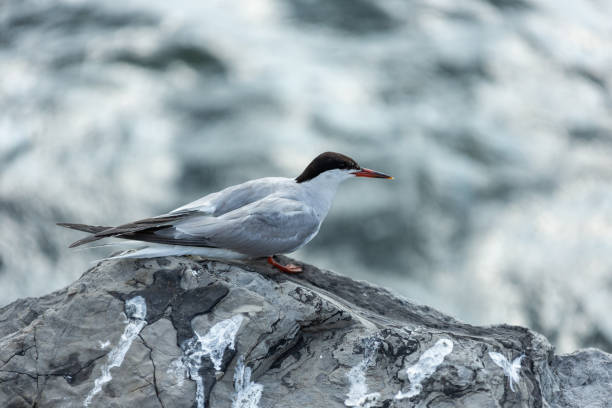 Bird Sitting on Rock in Brooklyn stock photo