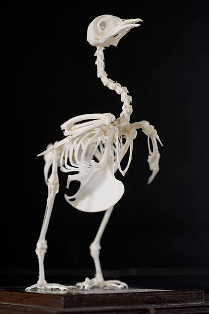 oiseau squelette de - squelette oiseau photos et images de collection