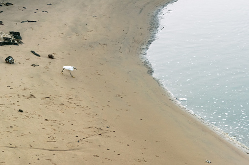 A bird walking or fishing on the beach