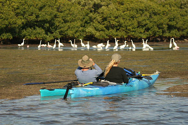observation des oiseaux en kayak - kayak mangrove photos et images de collection