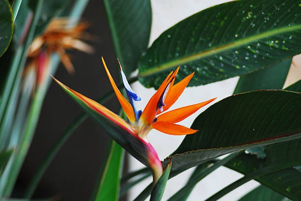 Bird-of-Paradise Orange-blooming Bird of Paradise (Strelitzia reginae) in HawaiiSee our view of the Hawaiian islands in this lightbox: bird of paradise plant stock pictures, royalty-free photos & images