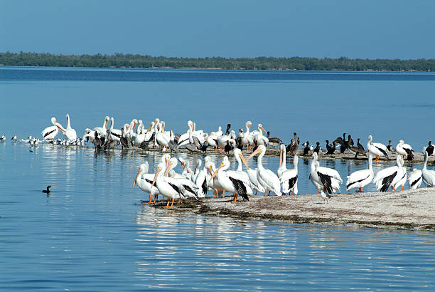 Birds at Bird Island near Holobox stock photo