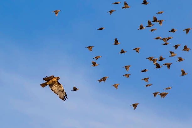 Birds being chased by angry hawk during dusk sky stock photo