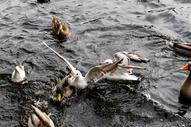 Birds fight over food stock photo