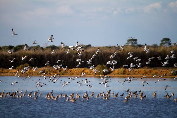 birds flying on the marshlands - ria formosa imagens e fotografias de stock