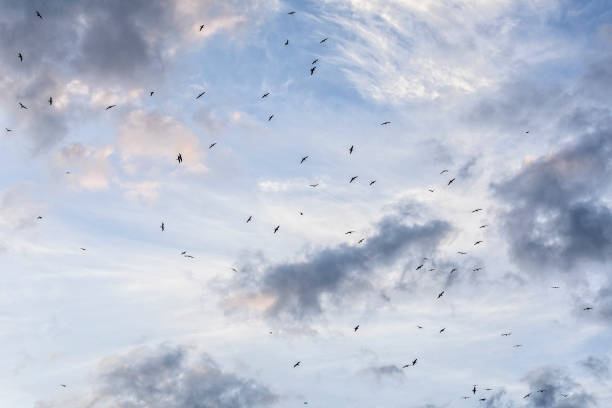 Birds flying overhead against a dramatic sky early morning stock photo