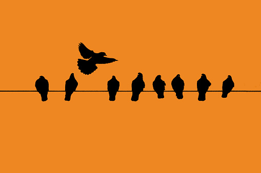 Many birds in silhouette against a white background perching on a single cable/wire with a single bird flying away and acting different