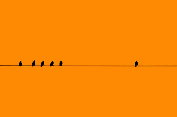 Viele Vögel in Silhouette vor einem orangefarbenen Hintergrund sitzen auf einem einzigen Kabel / Draht mit einem einzigen Vogel von selbst entfernt.