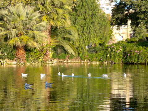 Birds in Ciutadella Park