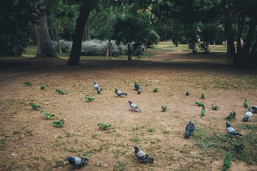 Birds In Ciutadella Park