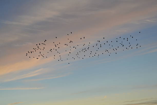 Birds in dawn sky. stock photo