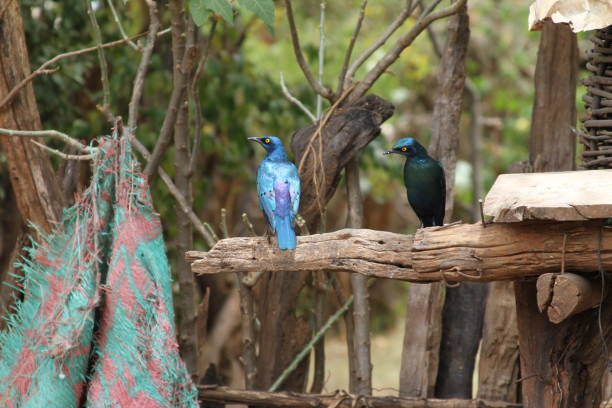 Birds in Ethiopia stock photo