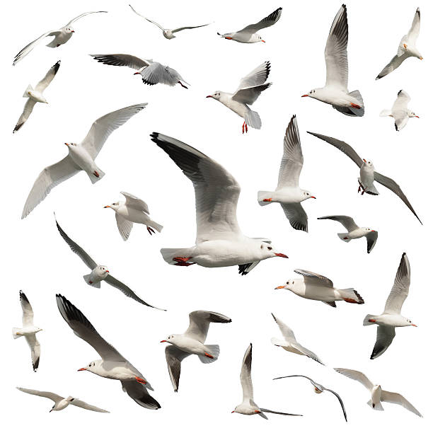 birds isolated on white stock photo