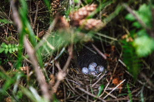 A ground dwelling bird nest visible through ground cover, grass, and pine cones.   Blue eggs with brown speckles nestled in the woven basket of the nest.