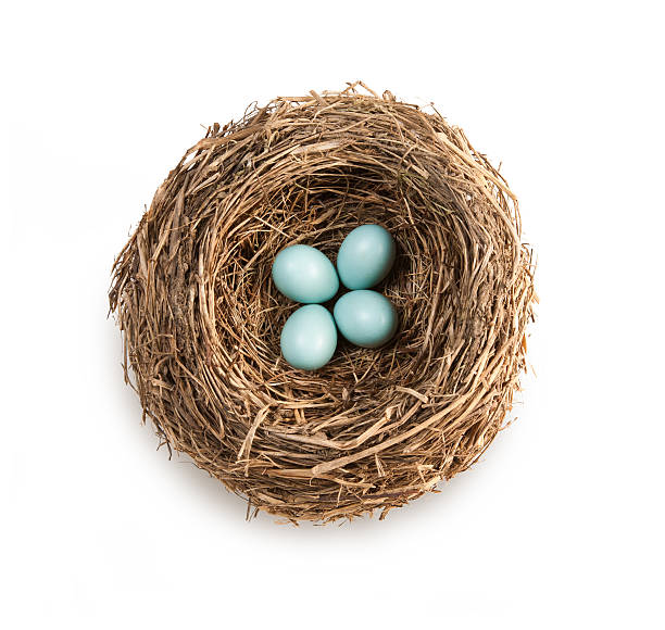 Bird’s nest with four blue eggs "A nest with four blue Robin eggs, isolated on a white background" animal nest stock pictures, royalty-free photos & images