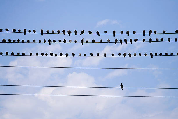 Birds On A Telephone Line Pigeons on a telephone wire. telephone line stock pictures, royalty-free photos & images