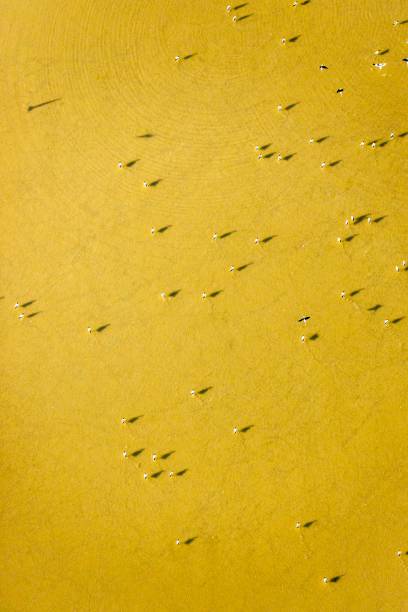 Birds on Lake Eyre in flood stock photo