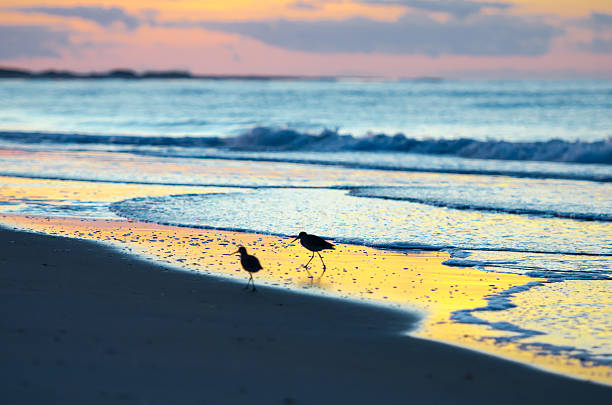 Birds on the Beach. Two birds looking for breakfast at a beach sunrise. north carolina beach stock pictures, royalty-free photos & images