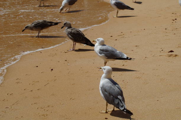 Birds on the sand of a beach (range) Gull, they are medium-sized (of medium height) birds or big, generally grey or white, with often black marks (brands) on the head or the wings. They have a long and thick beak, webbed feet. Legs are of green, yellow, pink or red color. The young people, often named (appointed), grissard, have a plumage mixing (involving) the brown, the beige, the grey and the white. They put two to four years to acquire, gradually, the complete grown-up plumage. bills saints stock pictures, royalty-free photos & images