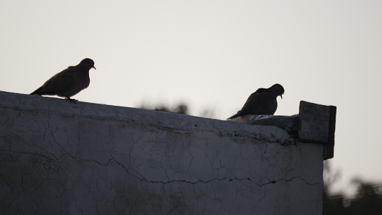 The birds are perched on the roof in the silhouette.
