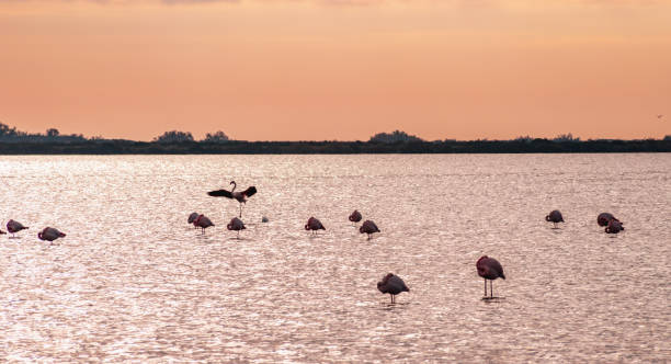 Birds Wildlife Pink flamingos population in southern Europe stock photo
