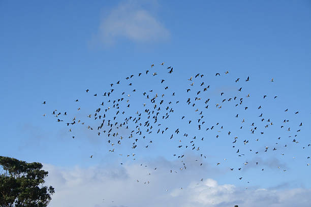 Birdswarm stock photo