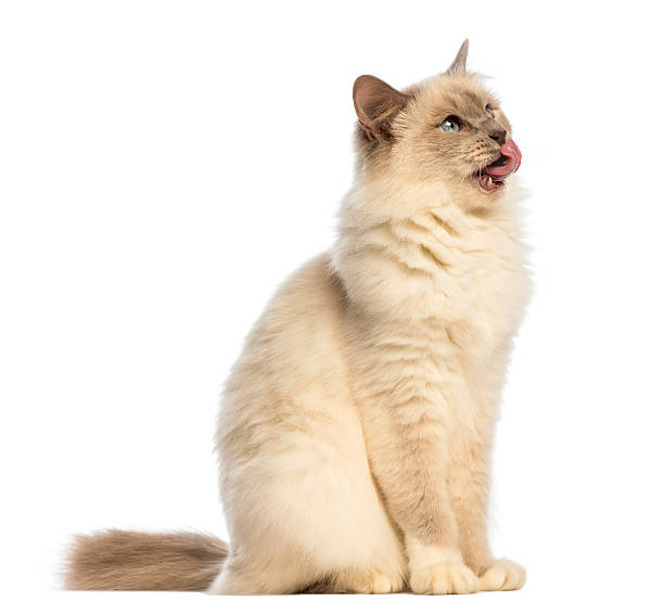 Birman sitting, looking up and licking against white background Birman sitting, looking up and licking against white background animal tongue stock pictures, royalty-free photos & images