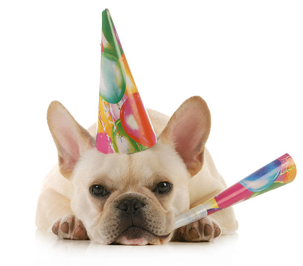 French Bulldog Birthday Dog Adoption French Bulldog Banner Gotcha Day Banner Frenchie Birthday Banner Doggy Love Puppy Love French Bulldog Birthday Dog Adoption French Bulldog Banner Gotcha Day Banner Frenchie Birthday Banner Doggy Love Puppy Love